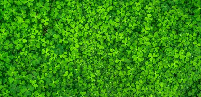 A dense carpet of vibrant green clovers