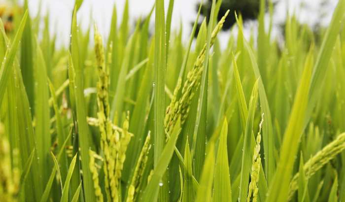 Green rice field in Indonesia 4K