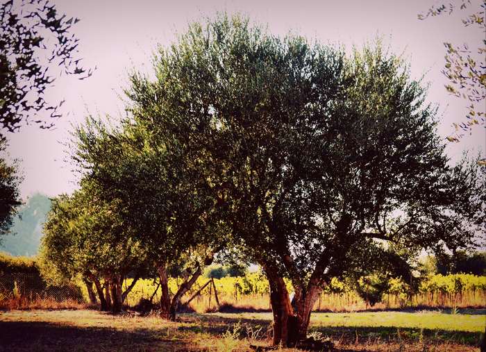 Olive trees in a Greek orchard, winter 4K