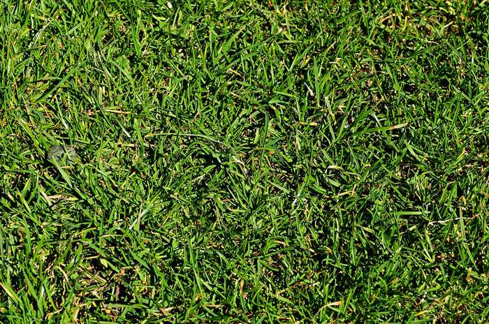 Close-up of green grass on a lawn