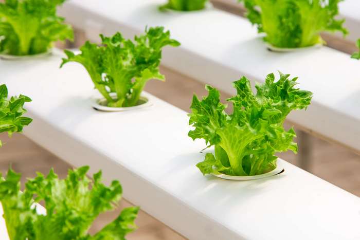 Hydroponic lettuce growing in a greenhouse