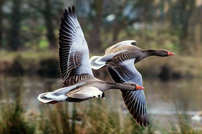 Two geese flying over water