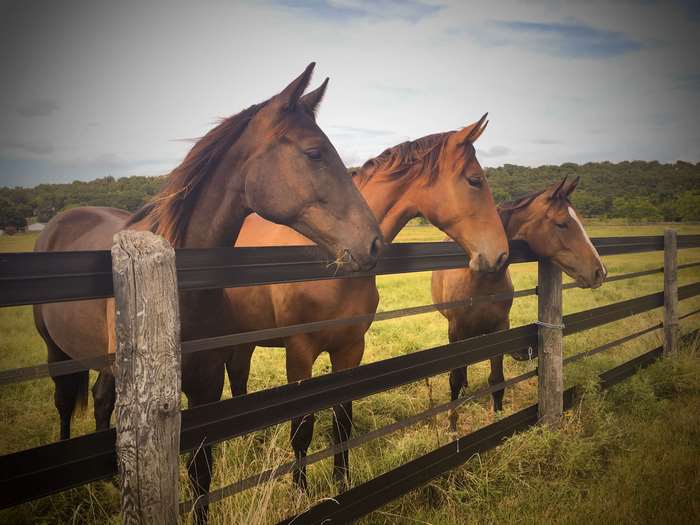 Three horses behind a fence on a farm