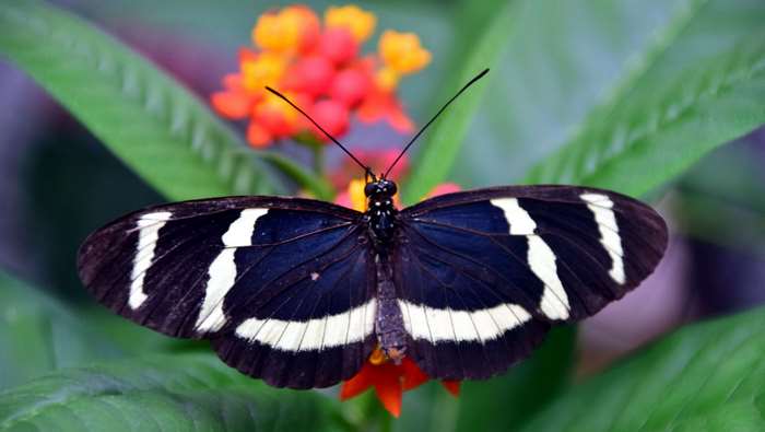 Black and white striped butterfly on flowers