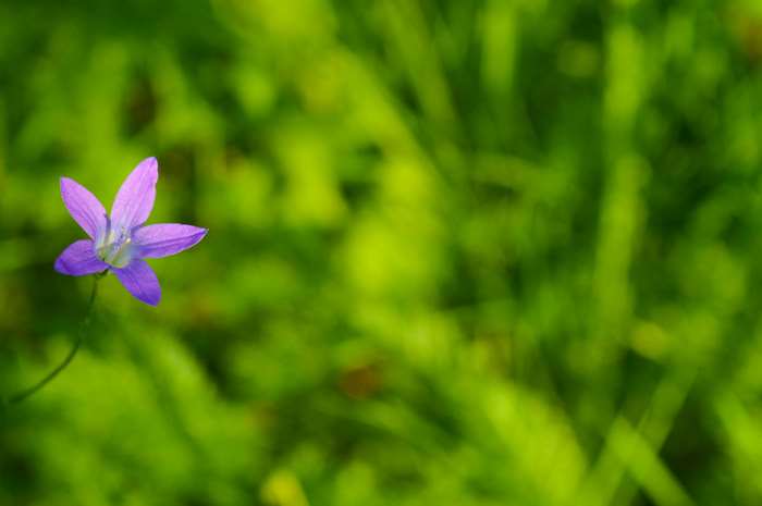 Purple flower with green blurred background