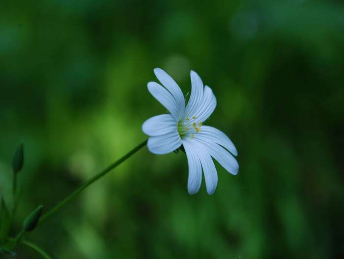 White flower with green stem and buds