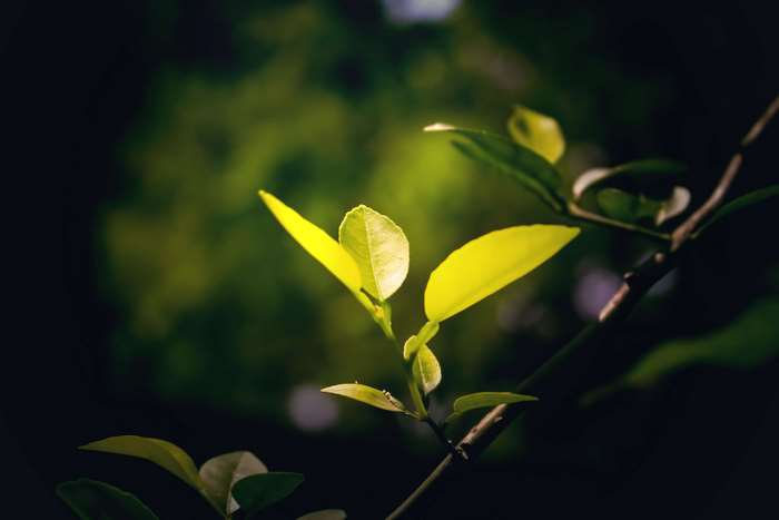 Green leaves on a branch in nature photography 4K