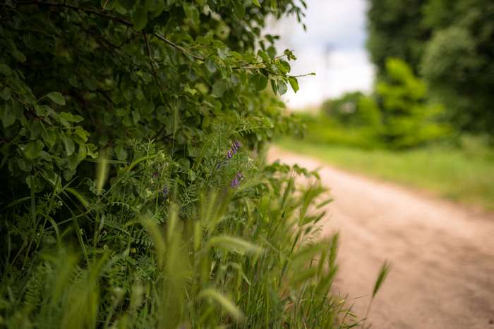 Nature path with green foliage and purple flowers
