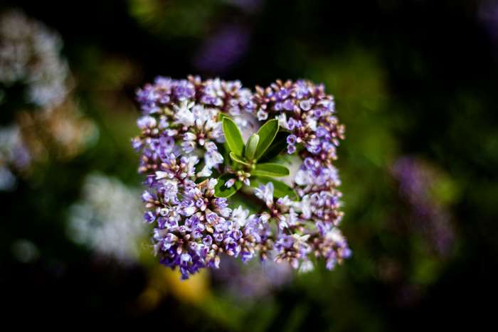 Square shaped purple flowers with green highlight 4K