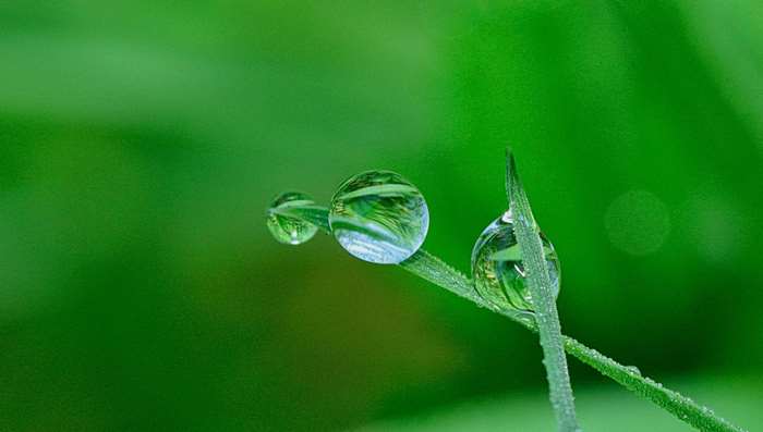 Close up of water droplets on green grass