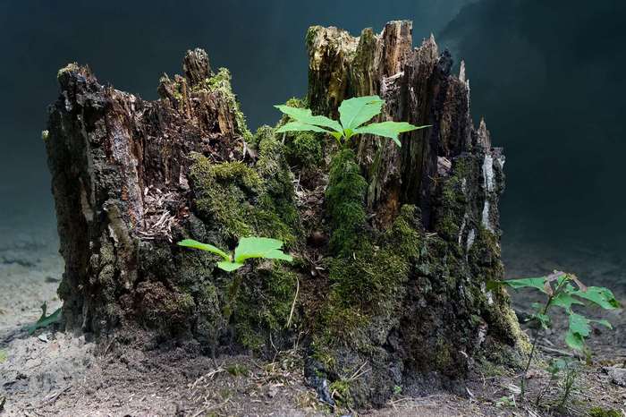 Moss-Covered Tree Stump with New Green Sprouts