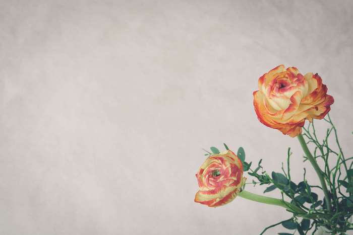 Orange and Yellow Ranunculus Spring Flowers with Leaves