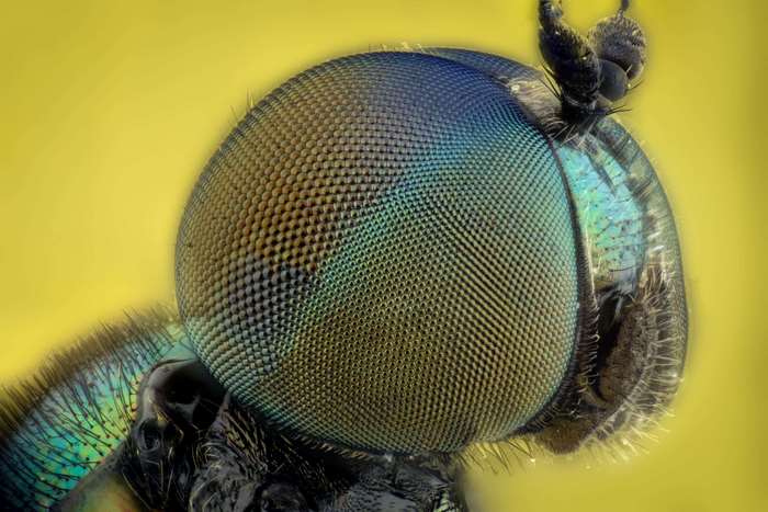 Macro shot of a fly's compound eye