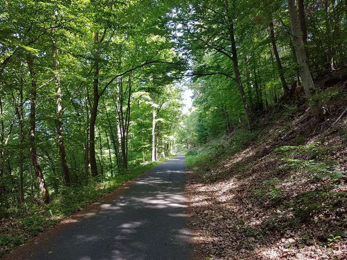 Forest path with trees and sunlight