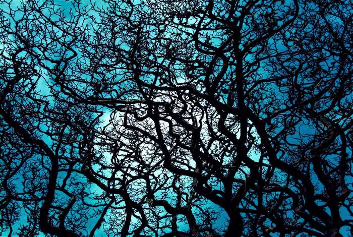 Silhouette of bare tree branches against a bright blue sky