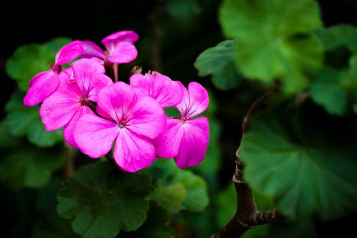 Pink Geranium Flowers with Green Leaves 4K