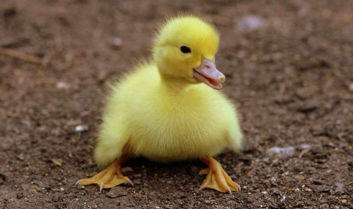 A fluffy yellow duckling stands on the ground