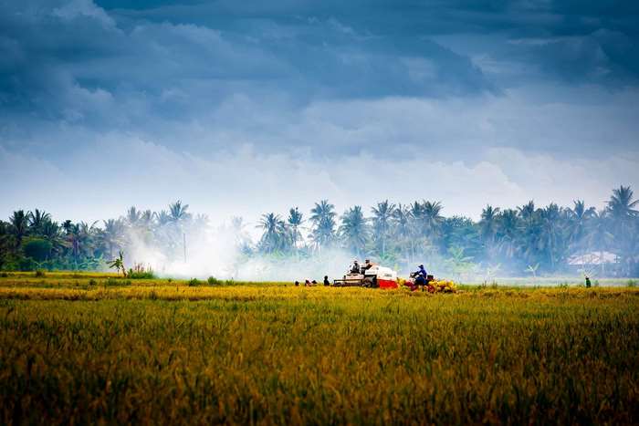 Rice harvest with combine harvester and workers in Asia