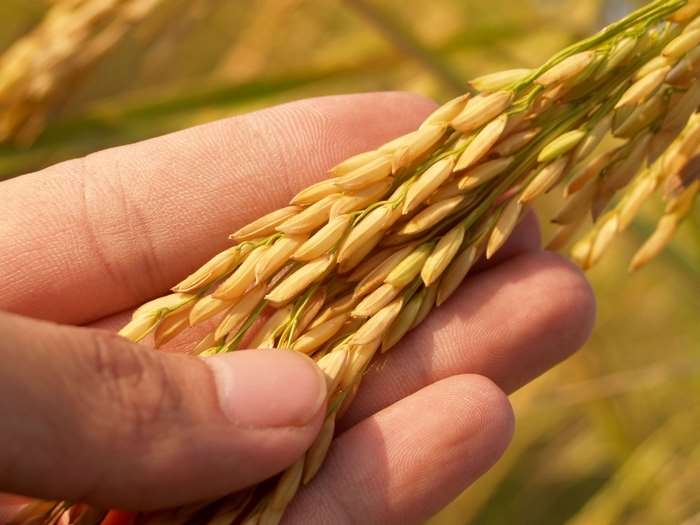 Hand holding ripe rice grains in a field