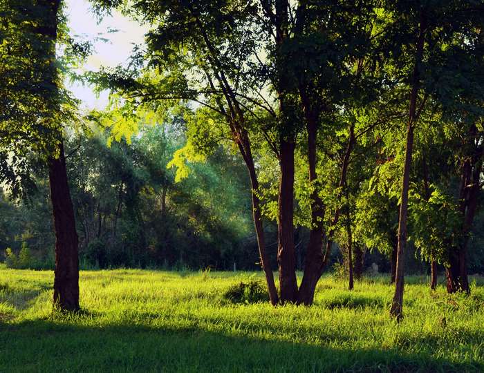 Sunlight filtering through trees in a grassy meadow