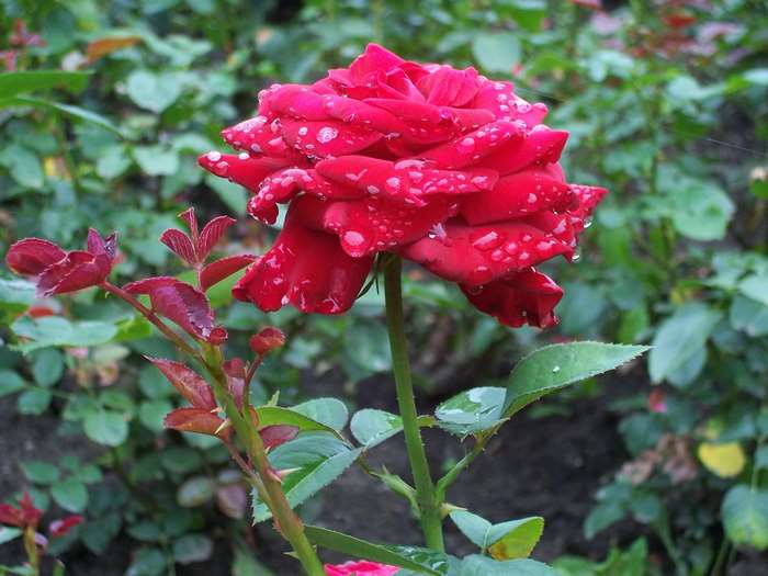 Red rose with water drops