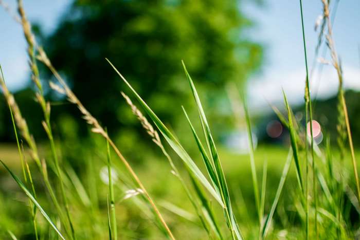 Close-up of green grass with blurred background