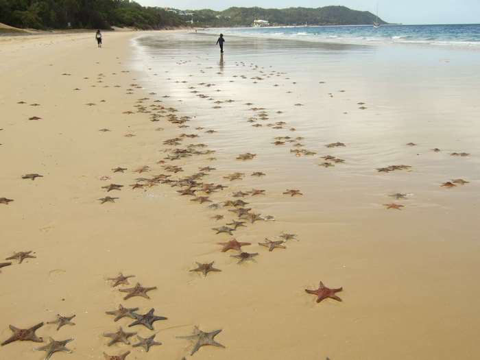 Starfish washed ashore on a sandy beach with two people walking