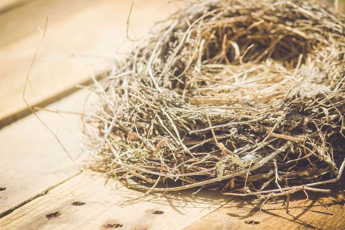 Bird nest on wooden surface 4K