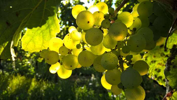 Green grapes on a vine in a vineyard