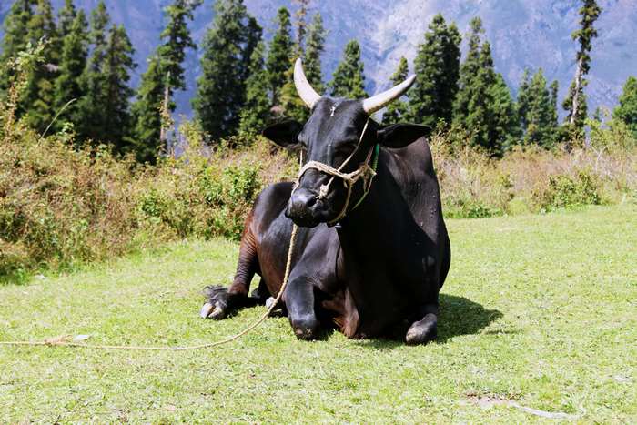 Black cow lying on grass in Pakistan