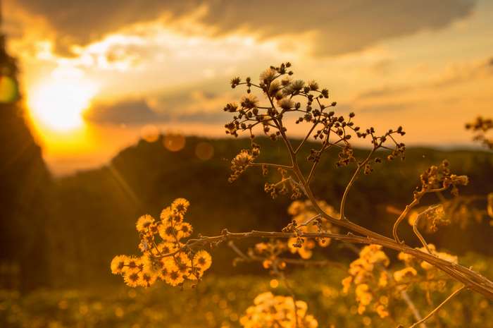 Sunset over hills with wildflowers and lens flare