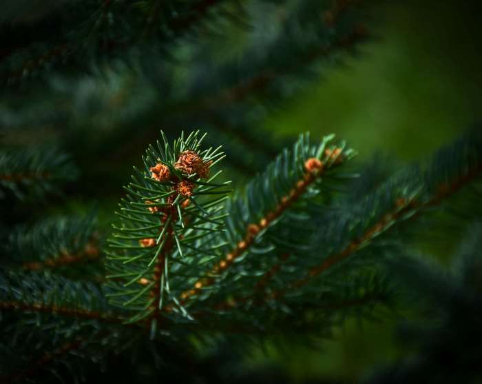 Close-up of a fir tree branch with small cones