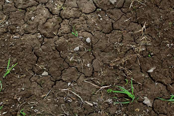 Cracked dry soil with sparse green plants and rocks 4K