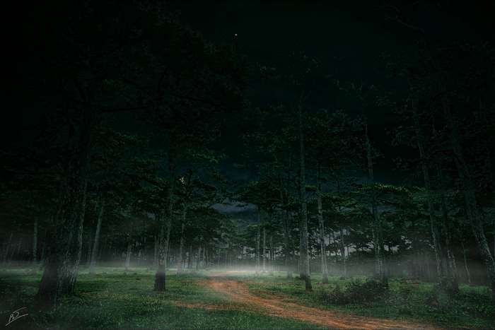 Dark forest path at night with mist