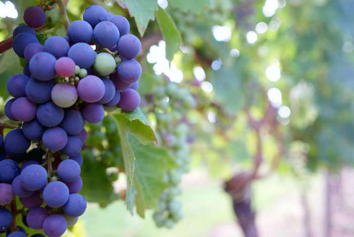 Grapes on a vine in a vineyard