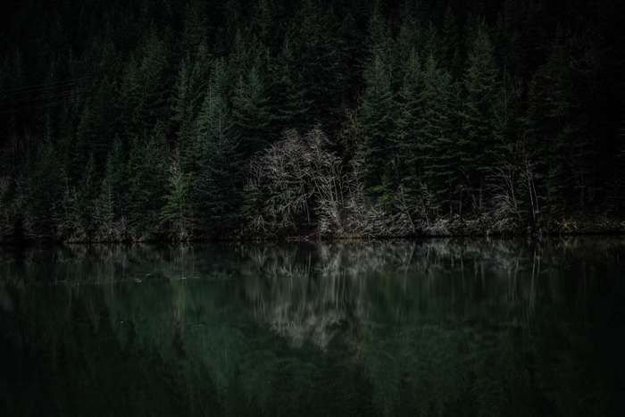 Dark Forest Reflection on Water 4K