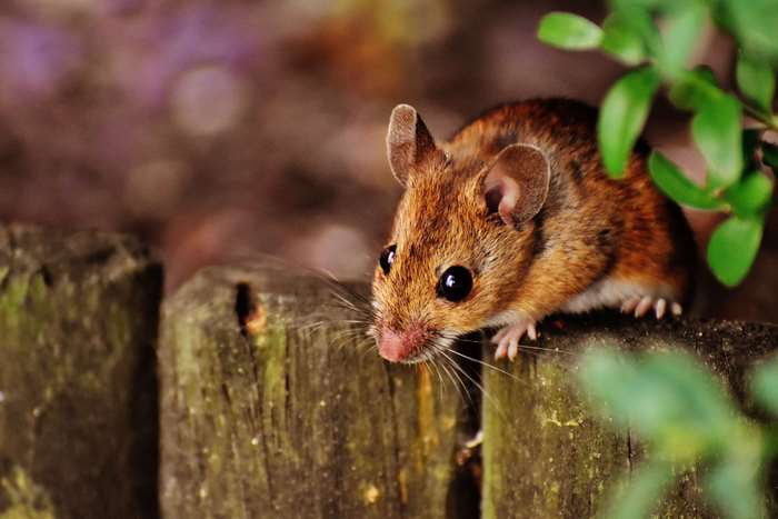 A small brown mouse on a wooden fence