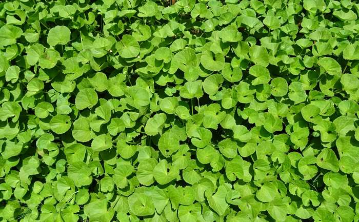 Centella Asiatica leaves, also known as Brahmi