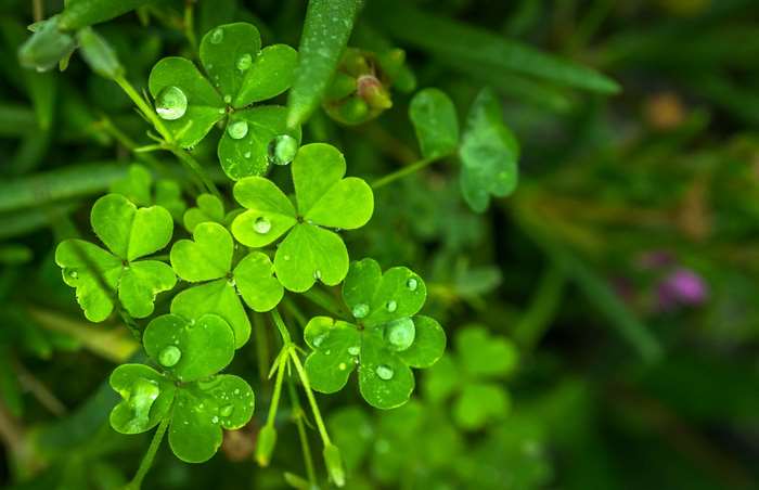 Green clover leaves with dew drops in 4K
