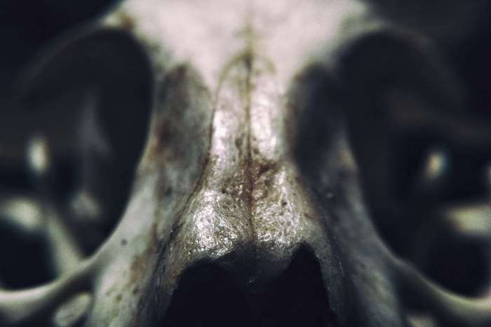 Close up of a skull's nasal cavity and eye sockets