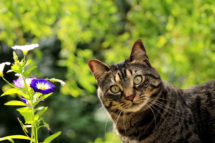 Tabby cat with flowers in a garden