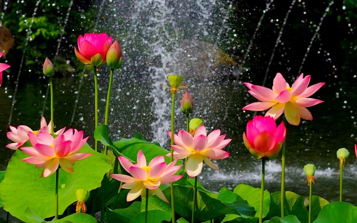 Vibrant Pink Flowers in Wild Garden Nature