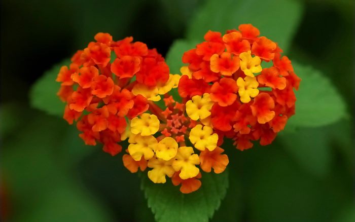 Heart-shaped Lantana flowers in bloom