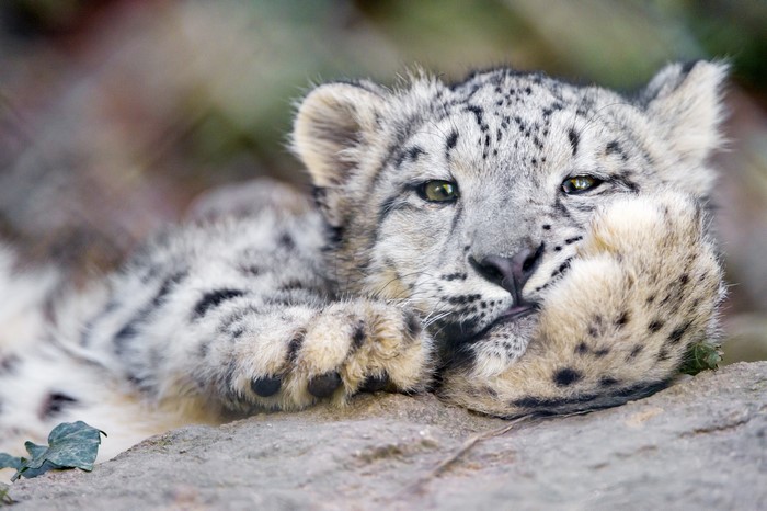 A young snow leopard cub resting on rocks