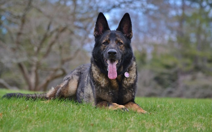 German Shepherd dog lying on grass with tongue out