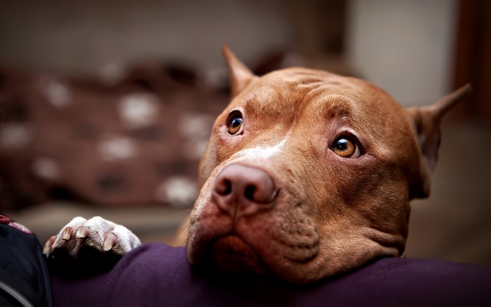 Brown Pitbull Dog Lying Down