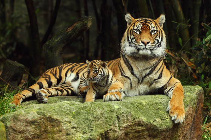 Tiger and Cub Resting on Mossy Rock