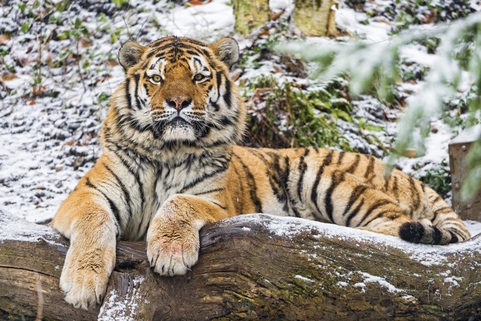 Tiger lying on a snowy log