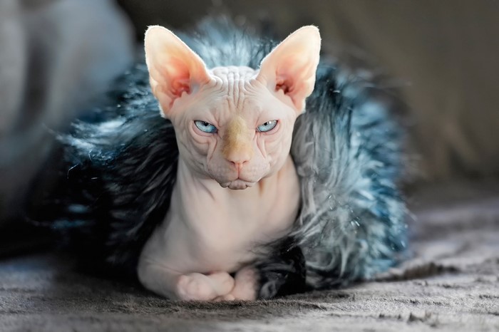 Sphynx cat with blue eyes wrapped in fur