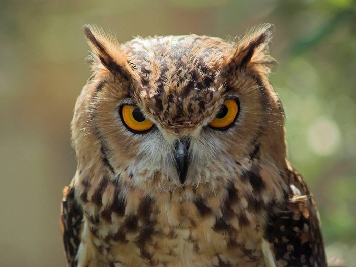 Close-up of a Great Horned Owl